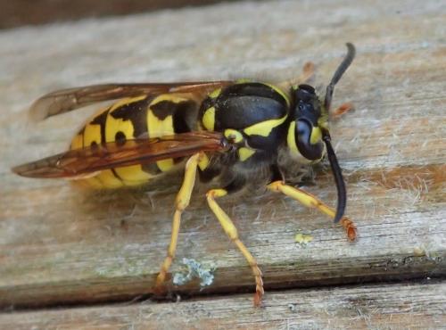 Vespula germanica